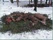 Do pokotu do��czy�a jeszcze strzelona przeze mnie �ania (ze wzgl�du na sp�niony strza� poszukiwania trzeba by�o od�o�y� w czasie)