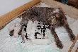 Mae spinki z miotu P    
urodziy si 06.09.13 r., to pierwszy w Polsce miot spinone italiano, czyli wya woskiego szorstkowosego.