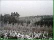 15.01.2006
-18 na dworze i tak pi�knie drzewa ozdobione zim� :)