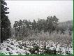 15.01.2006
w tym miejscu przechodzi�y sarny