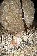 21.08.2013 Lis na "blach�" - wabik Tenterfield Fox Whistle. Darz B�r.