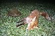 02.10.2013 Lis strzelony kul� Lapua Mega 6,5 x 55 SE. Czaszk� wyceniono na 24,82 pkt CIC (srebro). Darz B�r.