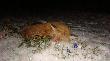 25-01-2014 Wystarczy�o troch� bia�ego puchu i efekt jest. (8)