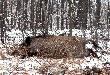 Zimowy poranek, -11st.C, padaj�cy �nieg i... spotkanie z dzikiem - to s� uroki polowania :-) Dzi�ki �w. Hubercie!
Jest to m�j 10-ty dzik w sezonie a 109  od pocz�tku przygody �owieckiej.  