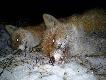 dzisiaj przystrzela�em remingtona i wyskoczy�em na polowanie,trwa�o to 10 min predator i pisk myszy 2 strza�y