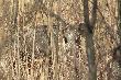 02-02-2014. Dzie� d�u�szy to i dzika �atwej spotka� 