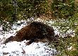 01.02.2014r. Dziczek strzelony z podchodu w samo po�udnie :-) Jest to m�j 110-ty dzik (11-ty w tym sezonie).