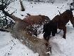 Bacardi Z�oty B�r - pierwszy sezon w �owisku