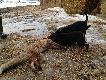 Dzisiejsze polowanie na stogach Fuks i Sparta. DB Konrad