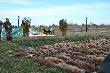 Klubowe Stogowania w ��czycy 09.02.2014
106 lis�w na pokocie.
W tym dniu najlepszym psem zosta� REKS Lisi Szaniec 