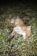 16.02.2014 �adny lis - pies z odleg�o�ci ok. 22 metr�w dzi�ki wabieniu Nordik predator + Ptasi przestrach (K. Demmel). Darz B�r.