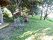 Zdj�cie 3. 
Dla w�tpi�cych kolejne zdj�cie.
Nie by�o wyboru: skoro syn chcia� polowa�, musia� 3x trafi� poppera wielko�ci komory impali z 75 jard�w. To nie jest zdj�cie pozowane, wida� wylatuj�cy z lufy dym po strzale. Kaliber 375 H&H magnum. Ale najs�absza elaboracja Norma Barnes TSX, ci�ki czeski sztucer ZKK 602, i trzewik Beartooth z niesamowitym poch�aniaczem energii odrzutu. Ch�opak ostrzelany, od dw�ch lat trenuje strzelectwo kul� i �rutem w katergorii sub-junior, ale ma 11 lat i wa�y 54 kg..