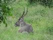 Zdj�cie 23.
Kozio� wodny. Du�a antylopa, wielko�ci jelenia, czwarta pod wzgl�dem cz�sto�ci i ilo�ci odstrza��w w 'naszych' �owiskach, po impali, kudu i gnu.