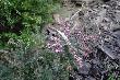 26.02.2014r. Taki parostek si� trafi� 
