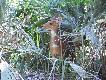 Zdj�cie 59. Bushbok, czyli kozio� buszowy. A �ci�lej - koza.
