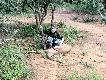Zdj�cie 71.
Na terenie plantacji rogate antylopy to te� 'bezp�atne' szkodniki, r�wnie� impale. No i wystarczy 30-06 zamiast 375-tki..