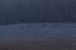 04-03-2014 spotka�em chmar� 9 byk�w z czego 2 gom�y.