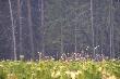 Chmara �a� i ciel�t z m�sk� m�odzie�� schodz� z uprawy...
