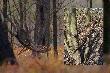 Pierwszy raz t� tyk� zobaczy�em we wrze�niu. To pierwszy byk znajomy z rykowiska, kt�rego tyk� znalaz�em. To dodatkowa satysfakcja.