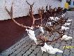 "�niwa" moich koleg�w z ko�a po ocenie(brak jeszcze 2 byk�w daniela)