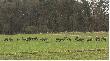 jelenie �eruj�ce przy obwodnicy Opola 16.03.2014 godz. 11.00 