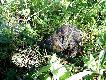 Zdj�cie 98. A takie 'bochenki' cz�sto chodzi�y wok� nas :-)