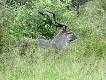 Zdj�cie 104.
Mocny byk kudu, jakie� 55-58 cali.