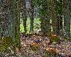 Dreptaj�c za zrzutami spotka�em trzy byki daniela.