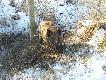 z�apany na dwa wnyki m�czy� si� z dwa dni.dobrze �e go znalaz�em zadzwoni�em po �owczego skr�ci� jego m�kii 
