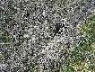 Szed�em wzd�u� p�otu do ambony chc�c podejrze� �urawie siedz�ce na polu. W pierwsz� stron� go nie zauwa�y�em, dopiero wracaj�c ujawni� sw� obecno��. 09 III 2014