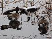Bardzo rzadkie miesza�ce mi�dzygatunkowe bernikli kanadyjskiej i bia�olicej - du�o cz�ciej spotyka si� miesza�ce kanadyjki i g�gawy. By�y trzy miesza�ce, dwa bardziej podobne do kanadyjskiej, a jeden - niestety nie da� si� sfotografowa� - podobniejszy do bialolicej. Wszystkie mia�y bia�e �by, bardziej szare grzbiety i czer� splywaj�c� z szyi na pier� - ale ta trzecia znacznie bardziej. I wszystkie by�y nieco wi�ksze od bia�olicych, a du�o mniejsze od kanadyjskich.