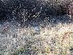 W pierwszej chwili pomy�la�em, �e to zaj�c bielak, cho� ekotyp na po�udniu Szwecji rzadko bieleje ca�kowicie, zwykle jest plamisty, ale..