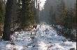 Na tym polowaniu mia�em zasade najpierw zdj�cie potem strza�