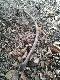 szydla� 59 cm  26.04.2014
