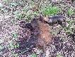 Kwiecie� by� wyj�tkowo nudny dla Artiego - jak nigdy. Maj zacz�li�my ciekawie. Dzik strzelany o 5.30 przez koleg� z ko�a na zasiewie kukurydzy. Trop wst�pnie sprawdzony przez dwa m�ode posokowce. Po 500 farba urwa�a si� w porzeczkach. Poszukiwania rozpocz�li�my oko�o 17. Po 6.75 km wg Astro dostrzeli�em dzika w bagnie. Postrza� nisko na mi�kkie - jak wida�. Arti zrobi� robot� :)