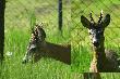 Taki kozio� przychodzi do Micha�a B na posesj�. Zdj�cie wykonane przez Micha�a.  Nie jest strachliwy. 11-05-2014
