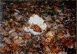 Grzyb,kt�ry r�s� pod du�ym d�bem,bardzo mi sie podoba� poniewa� wpada�y do jego kapelusza �o��dzie.