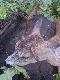 18.05.14 drugi cap taty tego sezonu a zarazem drugi my�kus