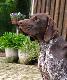 BJOYKA (Archie Keiviento x Djody v.d. Lutevelde) - 10 m-cy