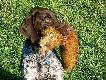 ROX (Archie Keiviento x Djody v.d. Lutevelde) - 10 m-cy