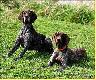DIANA DIOR (Archie Keiviento x KS Silny v.d. Waltakke) z tatusiem :)