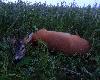 W ubieg�ym sezonie by� s�abym szpicakiem. Waga 18 kg