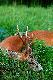 �owny-450 gram. D.B