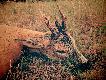 Pierwszy w tym sezonie, wiek 6-7 lat, troch� p�no ale warto by�o szuka�  i o to w tym chodzi

