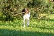 Luna - niemiecki d�ugow�osy....