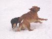 Beagle "Lucy" i Golden Retriever "Trooper".
(Fot. Derek Witlib)