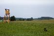 Dzisiejsze poranne polowanie. Deszcz pada , dziki pod ambon� :-) No nie da si� polowa� w takich warunkach:-) D.B