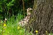 W miesi�cu marcu wpu�cili�my ( tak po prostu ) w �owisko 25 ba�nt�w. po 3 miesi�cach uda�o mi sie jednego sfotografowa� cho� nie chcia� za bardzo pozowa� do zdj��. D.B