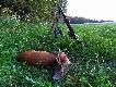 Wypatrzony w kwietniu a przypomniany w czerwcu. 6lat 21kg