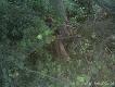 w oczekiwaniu na jednotykowca.Wysz�y 2 lochy,warchlaki i ten przelat ktorego wida�... mial darowane 